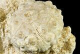 Jurassic Sea Urchin (Hemicidaris) Fossil in Situ - France #156352-1